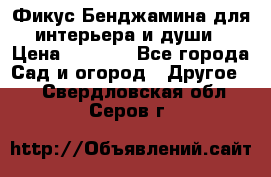 Фикус Бенджамина для интерьера и души › Цена ­ 2 900 - Все города Сад и огород » Другое   . Свердловская обл.,Серов г.